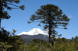 Conguillío, tady ožívají obrazy Zdeňka Buriana - sopky, jezera, lávová pole a araukáriové lesy, Chile