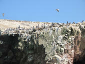 Islas Ballestas, Pisco a Nasca, Peru