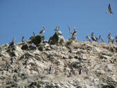 Islas Ballestas, Pisco a Nasca, Peru