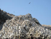 Islas Ballestas, Pisco a Nasca, Peru