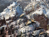 Islas Ballestas, Pisco a Nasca, Peru