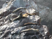 Islas Ballestas, Pisco a Nasca, Peru