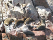 Islas Ballestas, Pisco a Nasca, Peru