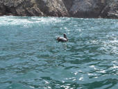 Islas Ballestas, Pisco a Nasca, Peru