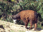 Jezero Titicaca a La Paz, Peru - Bolívie