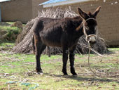 Jezero Titicaca a La Paz, Peru - Bolívie