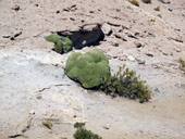 Altiplano, Bolívie - Chile