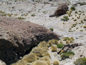 Altiplano, Bolívie - Chile