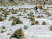 Altiplano, Bolívie - Chile