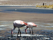 Altiplano, Bolívie - Chile