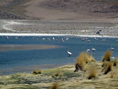 Altiplano, Bolívie - Chile