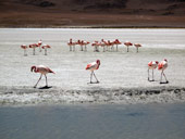 Altiplano, Bolívie - Chile