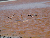 Altiplano, Bolívie - Chile