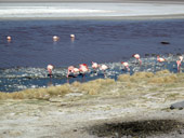 Altiplano, Bolívie - Chile