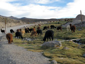 Arica a Národní park Lauca, Chile