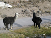 Arica a Národní park Lauca, Chile