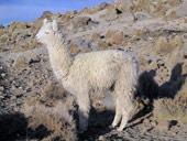 Arica a Národní park Lauca, Chile