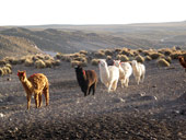 Arica a Národní park Lauca, Chile