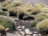 Arica a Národní park Lauca, Chile