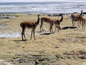 Arica a Národní park Lauca, Chile