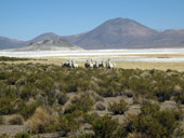 Arica a Národní park Lauca, Chile