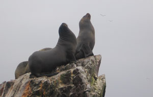 Kolonie lvounů, ostrovy Bellestas, Peru