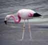 Plameňák andský (Phoenicopterus andinus), Laguna Blanca, Bolívie, 2.2.2006