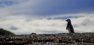 Tučnák na ostrově Isla Magdalena, Patagonie, Chile