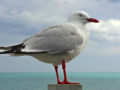 Racek na poloostrově Kaikoura, Nový Zéland