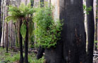 Proubouzející se život po ničivém požáru buše, Austrálie