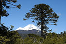 Conguillío - sopky, jezera, lávová pole a araukáriové lesy, Chile