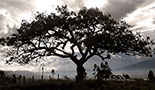 El Lechero - posvátný léčivý strom rostoucí na vyhlídce nad jezerem San Pablo, Otavalo, Ekvádor