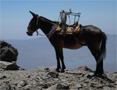 Supply mule in camp El Salto (4200m) - Cordón del Plata