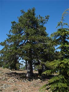 Veliké borovice rostou až po nejvyšší vrcholky pohoří Troödos a poskytují dostatečný prostor pro posezení ve stínu.