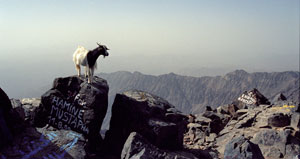 Koza žebrající o jídlo na vrcholu Jebel Toubkal